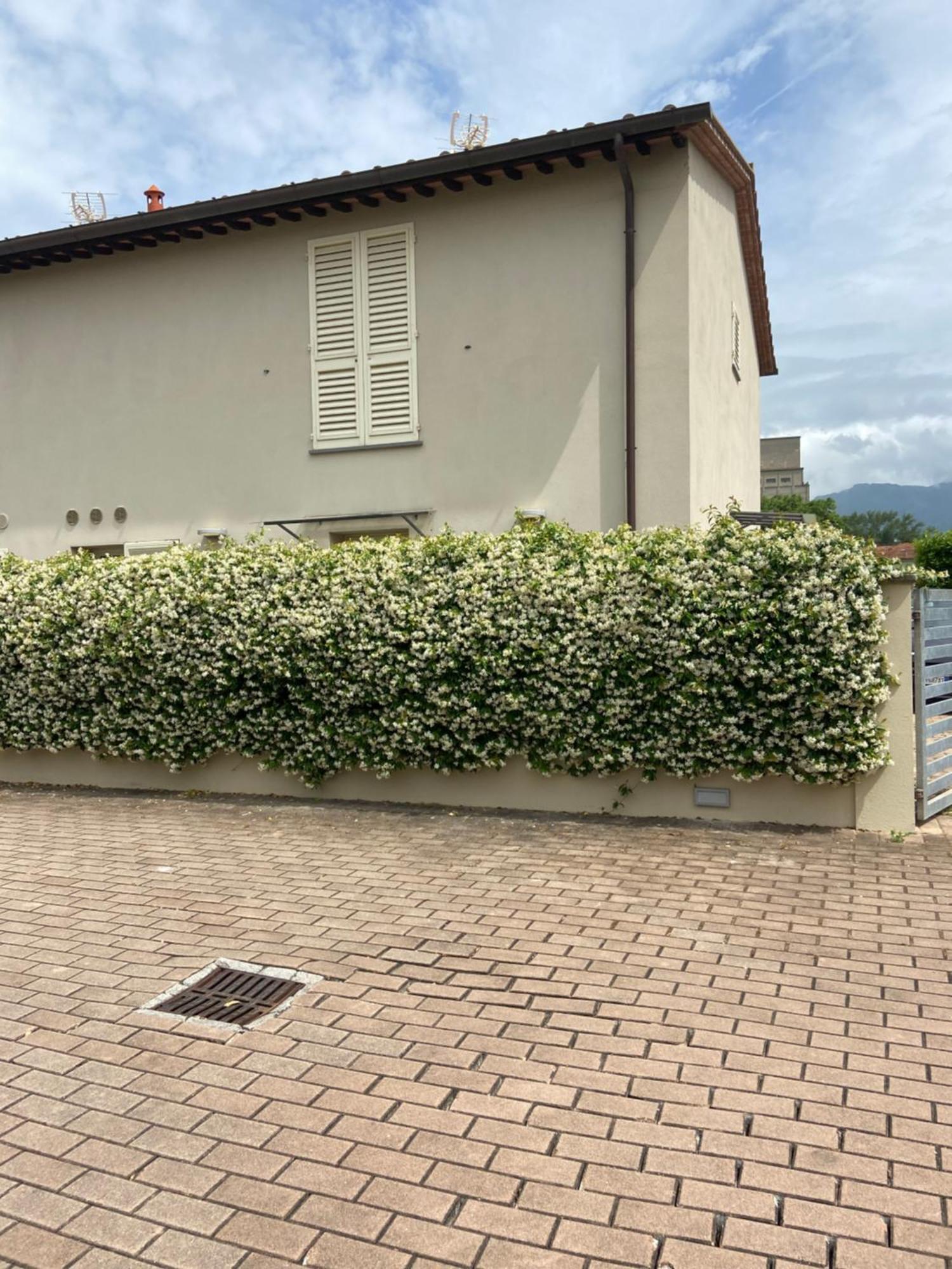 Casa Ariel * Lucca